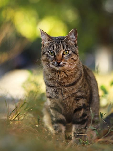 What Is A Tiger Tabby Cat At Sammie Goetsch Blog