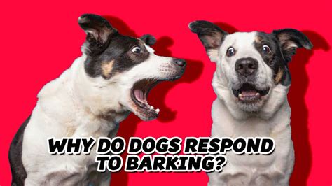 Why Do Dogs Bark At Each Other Dogs Communicate With Us Youtube