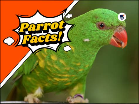 20 Parrot Facts: Everything You Need to Know