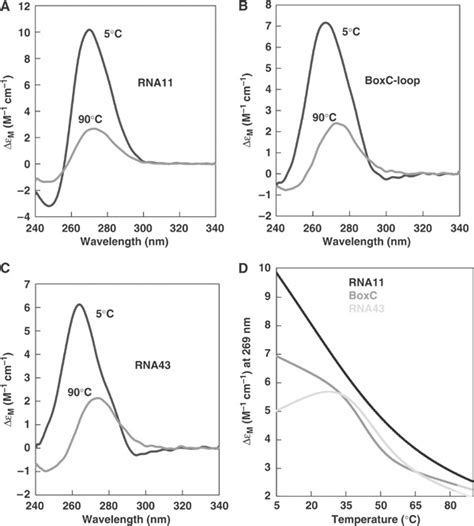 Analysis Of Rna Secondary Structure By Thermal Denaturation Ac