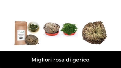 41 Migliori Rosa Di Gerico Nel 2024 Recensioni Opinioni Prezzi