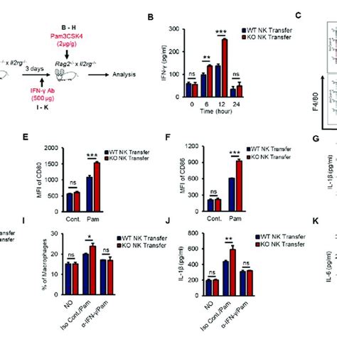 Differential Induction Of Ifn γ In Ko Nk Cells Results In The Download Scientific Diagram