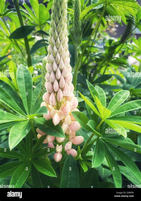 A photograph of a pale peach-colour lupin flower in bloom, in a garden, surrounded by leaves ...