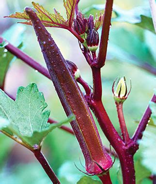 Khasiat Dan Manfaat Herbal Untuk Kesehatan Manfaat Okra Hijau Dan Okra