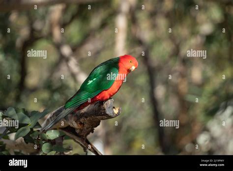 Australian King Parrot Alisterus Scapularis Erwachsener Männlicher