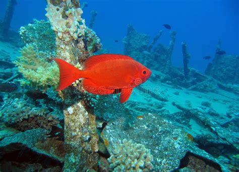 Red Fish stock photo. Image of ocean, aquarium, reef - 17281278