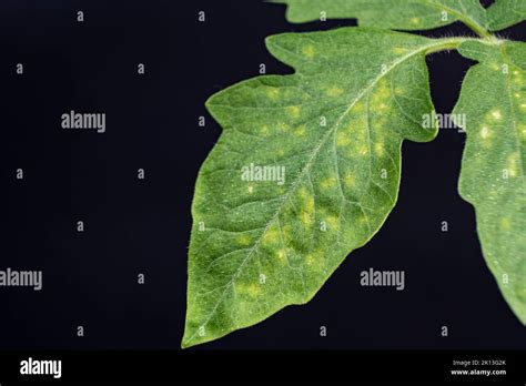 Yellow And White Spots On Tomato Leaves Plant Diseases During The