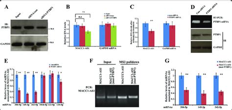 Ptbp1 Stabilizes Macc1 As1 And The Binding Ability Of Macc1 As1 To