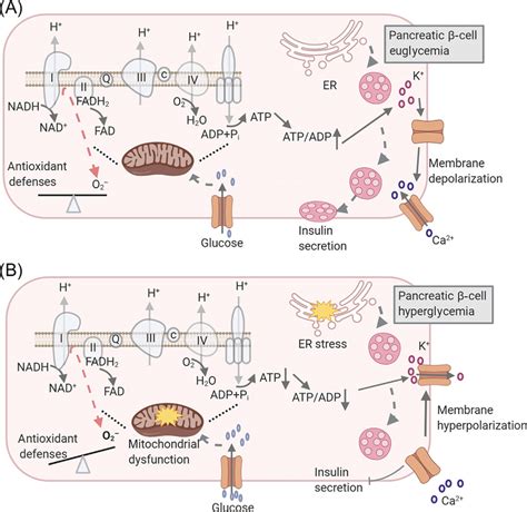 β Cell Function In Normal Conditions And In Type 2 Diabetes T2d A