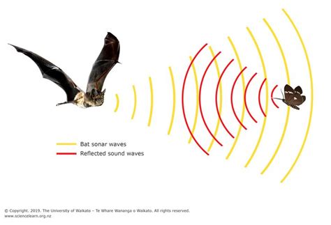 Bat echolocation | Echolocation, Bat, Learning science