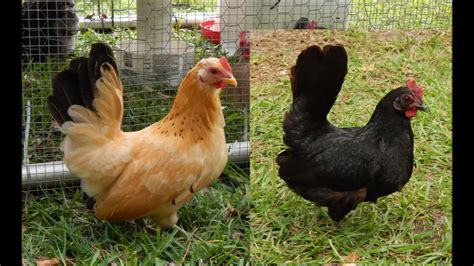 Japanese Bantam Chickens For Pets And Backyard Flocks YouTube