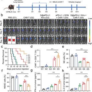 D Apdl Nvs Enhanced The Antitumor Efficacy Of Mslnmcar T Cells In