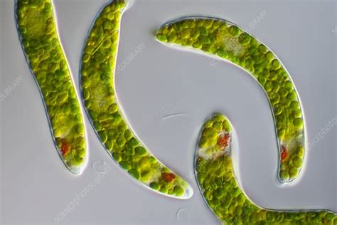 Green Algae Protist