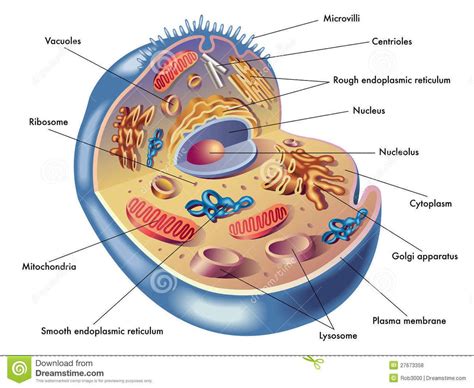 Celula Humana Y Sus Partes Tipos De Celulas Del Cuerpo Humano Images ...