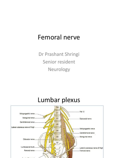 210420pm Ppt Femoral Nerve Pdf Human Leg Human Anatomy