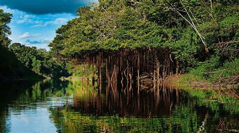 D A Internacional De Los Bosques Qui N Es El Due O De La Selva Del