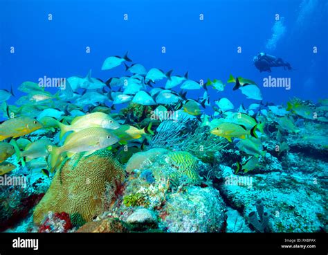 Reefscape With Scuba Diver Palancar Reef Cozumel Mexico Stock Photo