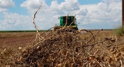 Temperaturas Bajas De Grados Podr A Beneficiar Cultivos De Trigo Y