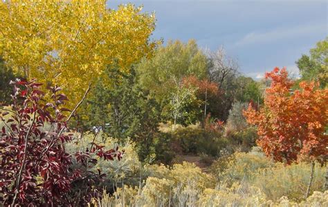 Plants of the Southwest – Plants Of The Southwest