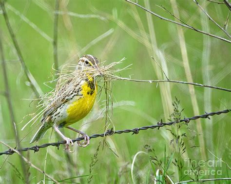 Western Meadowlark with Nest Material Photograph by Timothy Flanigan ...