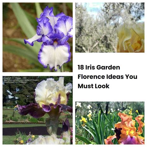 Iris Garden Florence Ideas You Must Look Sharonsable