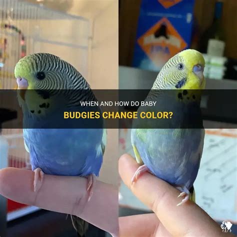 baby budgies change color petshun