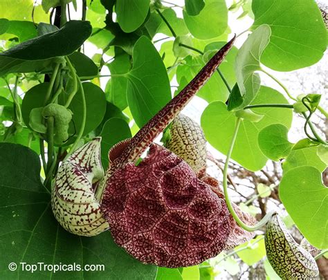 Aristolochia Labiata Aristolochia Brasiliensis Mottled Dutchmans