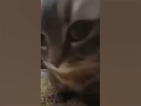 Чипи Чипи Чапа Чапа-кот - YouTube