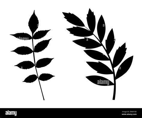 Set Of Stem And Leaf Silhouette Stock Vector Image Art Alamy