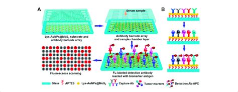 Schematic Diagram Of Immunoassay Microfluidic Chip Based On