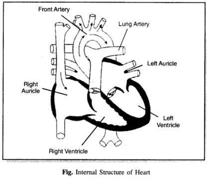 Describe the function of Heart. - Sarthaks eConnect | Largest Online ...