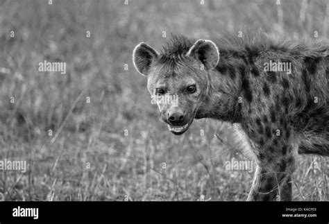 Serengeti Mara Ecosystem Black And White Stock Photos Images Alamy