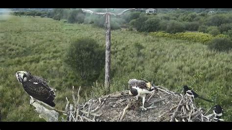 Dyfi Osprey Live Streaming Part