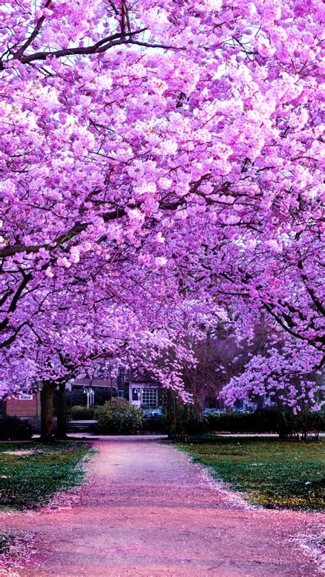 Cherry Blossom Trees Wallpaper 4k Purple Flowers Pathway Park