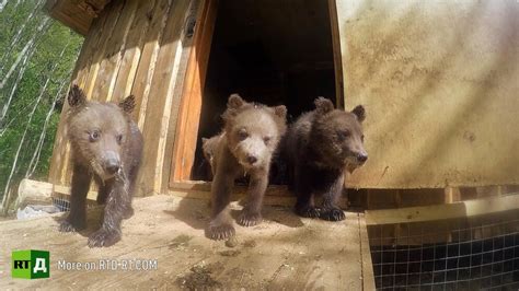 6 best bear documentaries show you all about the cutest pandas, polar