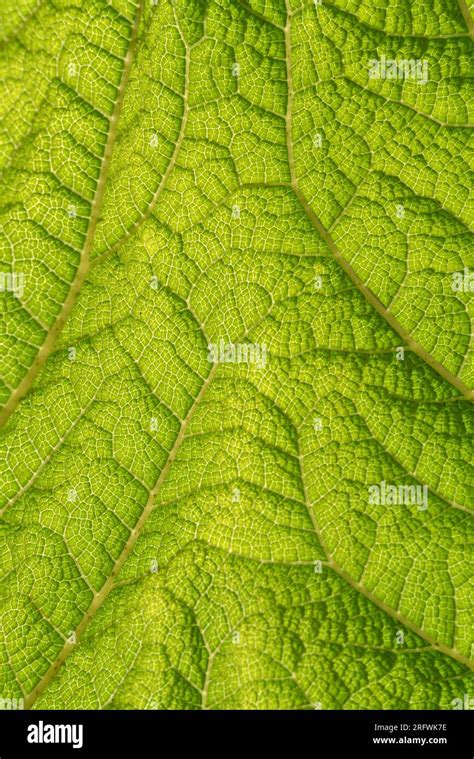 Green Gunnera leaf Stock Photo - Alamy