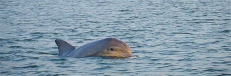 Private Disappearing Island And Dolphin Tour In Hilton Head Gallery