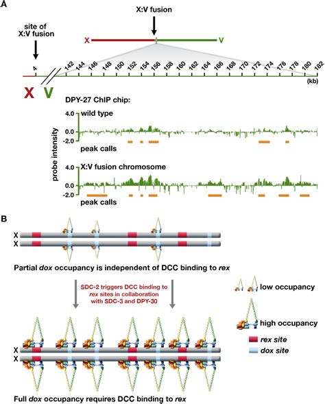 An Mllcompass Subunit Functions In The C Elegans Dosage Compensation