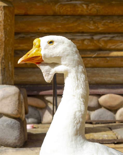 African Goose Vs Chinese Goose