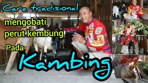 Cara Mengobati Kambing Yang Kembung Masuk Angin Secara Tradisionan