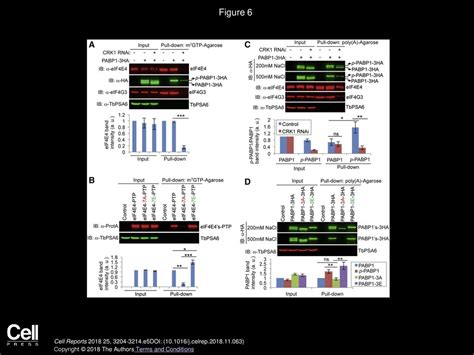 CDK Phosphorylation of Translation Initiation Factors Couples Protein ...