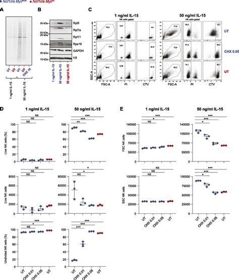 Myc Controls Nk Cell Development Il 15 Driven Expansion And