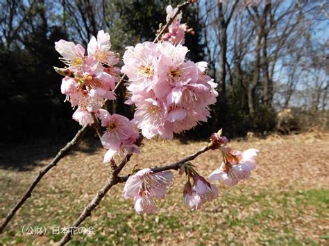 椿寒桜 桜図鑑｜公益財団法人日本花の会