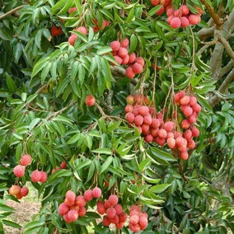 Full Sun Exposure Green China 3 Litchi Plant For Fruits At Rs 55 Piece