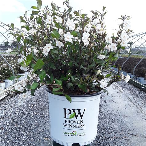 Wine & Spirits® Old Fashioned Weigela - Grown By Overdevest