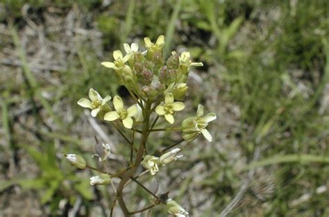 Рыжик посевной: полезные и лечебные свойства, противопоказания ...