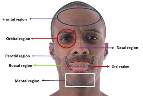 Intra And Extra Oral Surface Anatomy Flashcards Quizlet