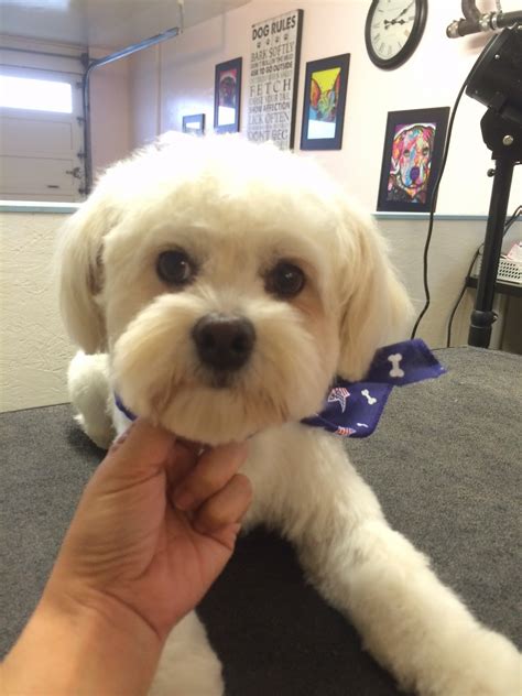 Virginia Ho - San Francisco Professional Pet Grooming : Raley (11-month ...