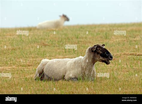 Sheep, Dorset Britain UK Stock Photo - Alamy