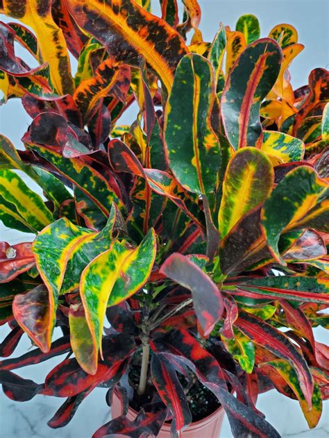 Croton Plant Croton Mammy Live Plant Overall Height | Etsy